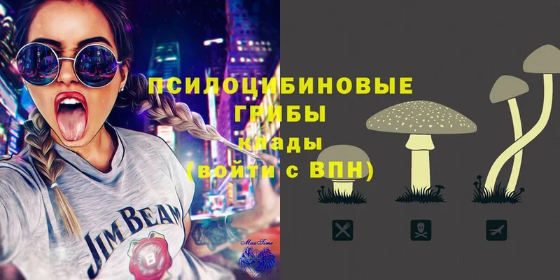 Псилоцибиновые грибы Psilocybe  Торжок 